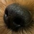 ushanka